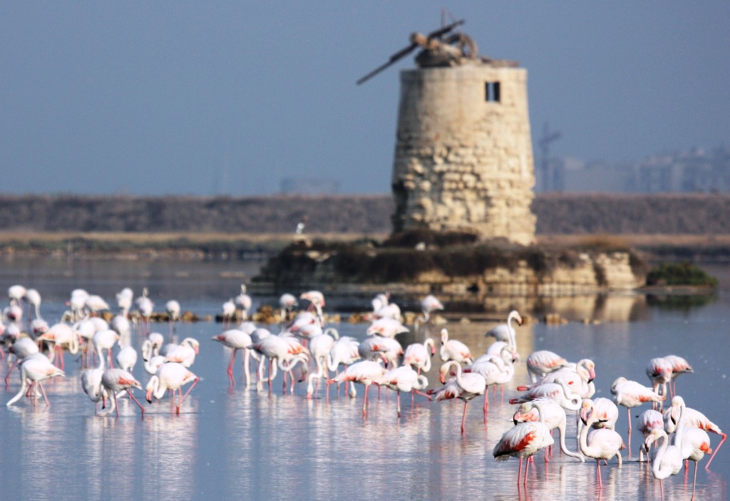 White Flamingos